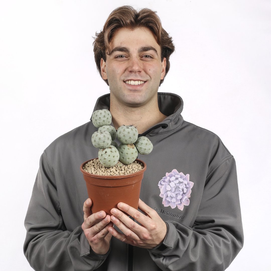 Tephrocactus geometricus "9 palle" Ø 16 cm