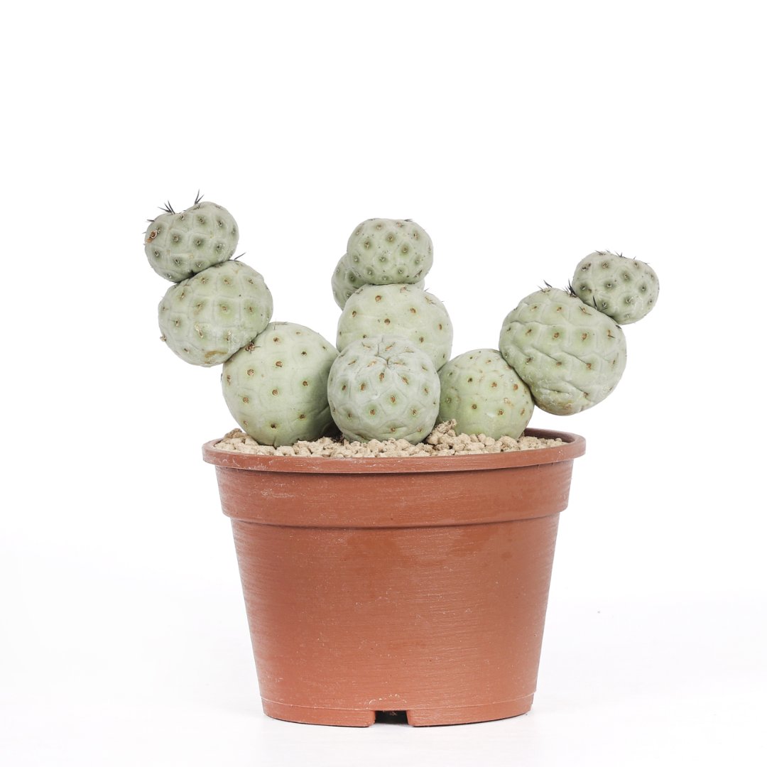 Tephrocactus geometricus "11 palle" Ø 16 cm