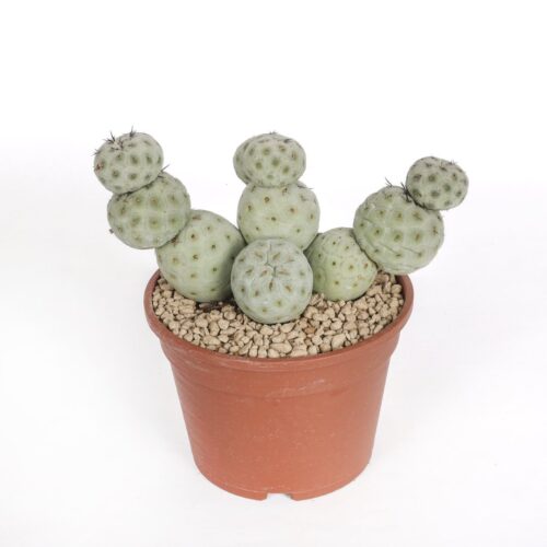 Tephrocactus geometricus "11 palle" Ø 16 cm