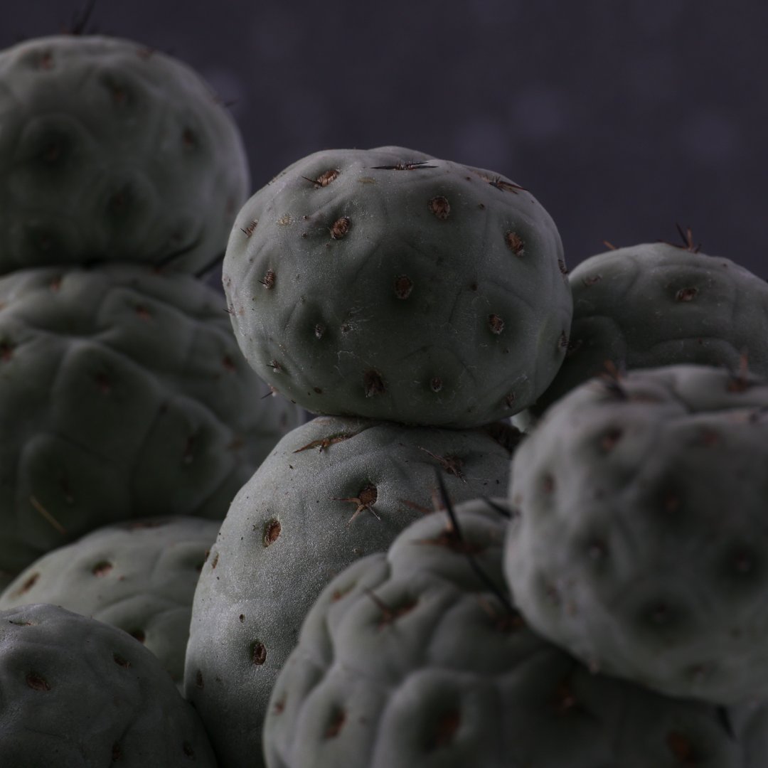 Tephrocactus geometricus "11 palle" Ø 16 cm