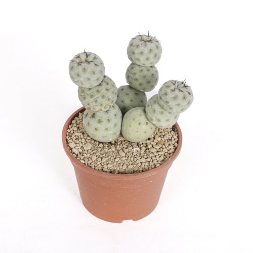 Tephrocactus geometricus "10 palle" Ø 16 cm