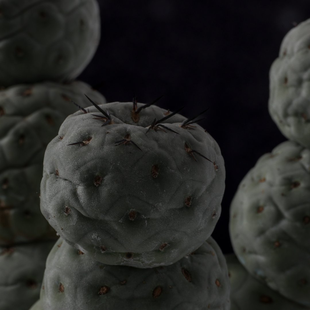 Tephrocactus geometricus "10 palle" Ø 16 cm
