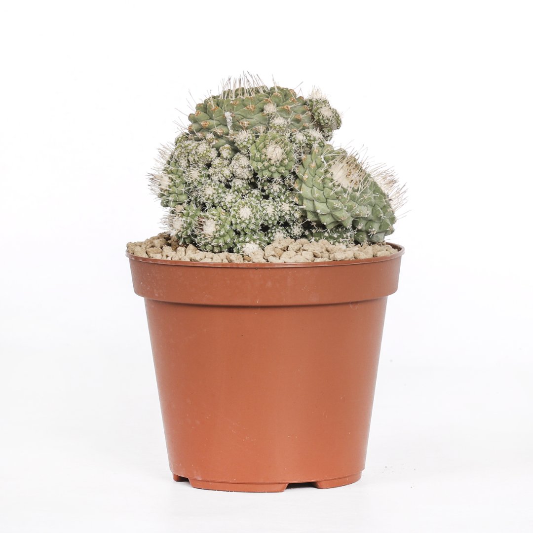 Strombocactus disciformis Ø 14 cm