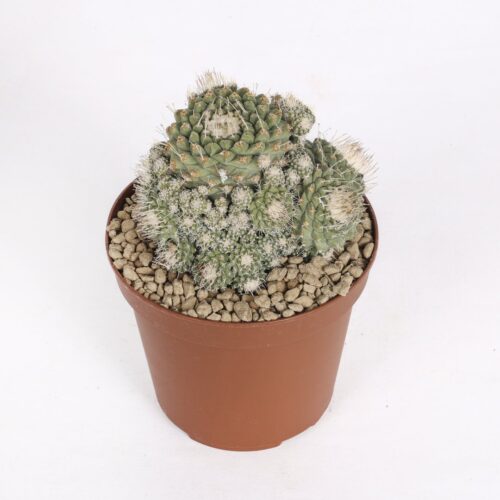 Strombocactus disciformis Ø 14 cm