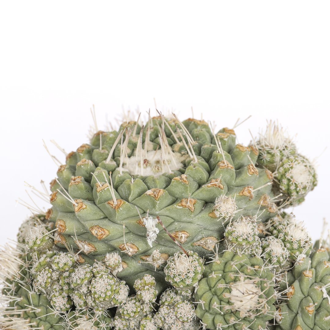 Strombocactus disciformis Ø 14 cm