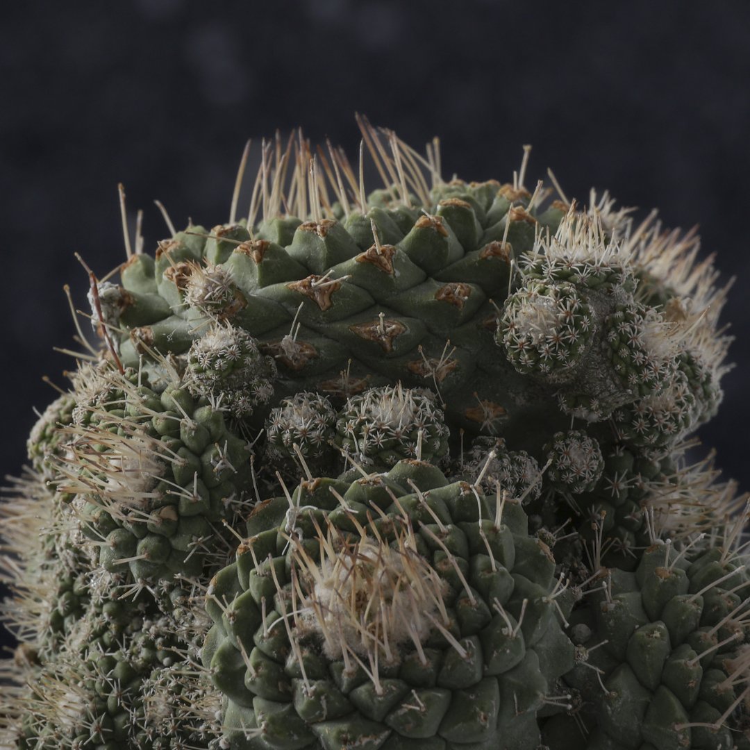 Strombocactus disciformis Ø 14 cm