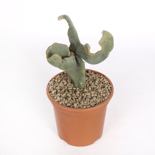 Pedilanthus macrocarpus crestato Ø 17 cm