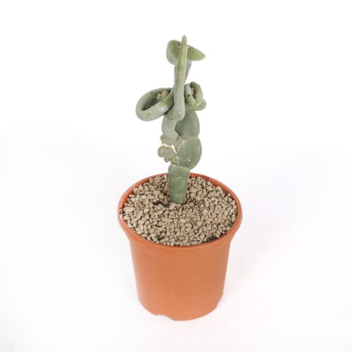 Pedilanthus macrocarpus crestato Ø 17 cm