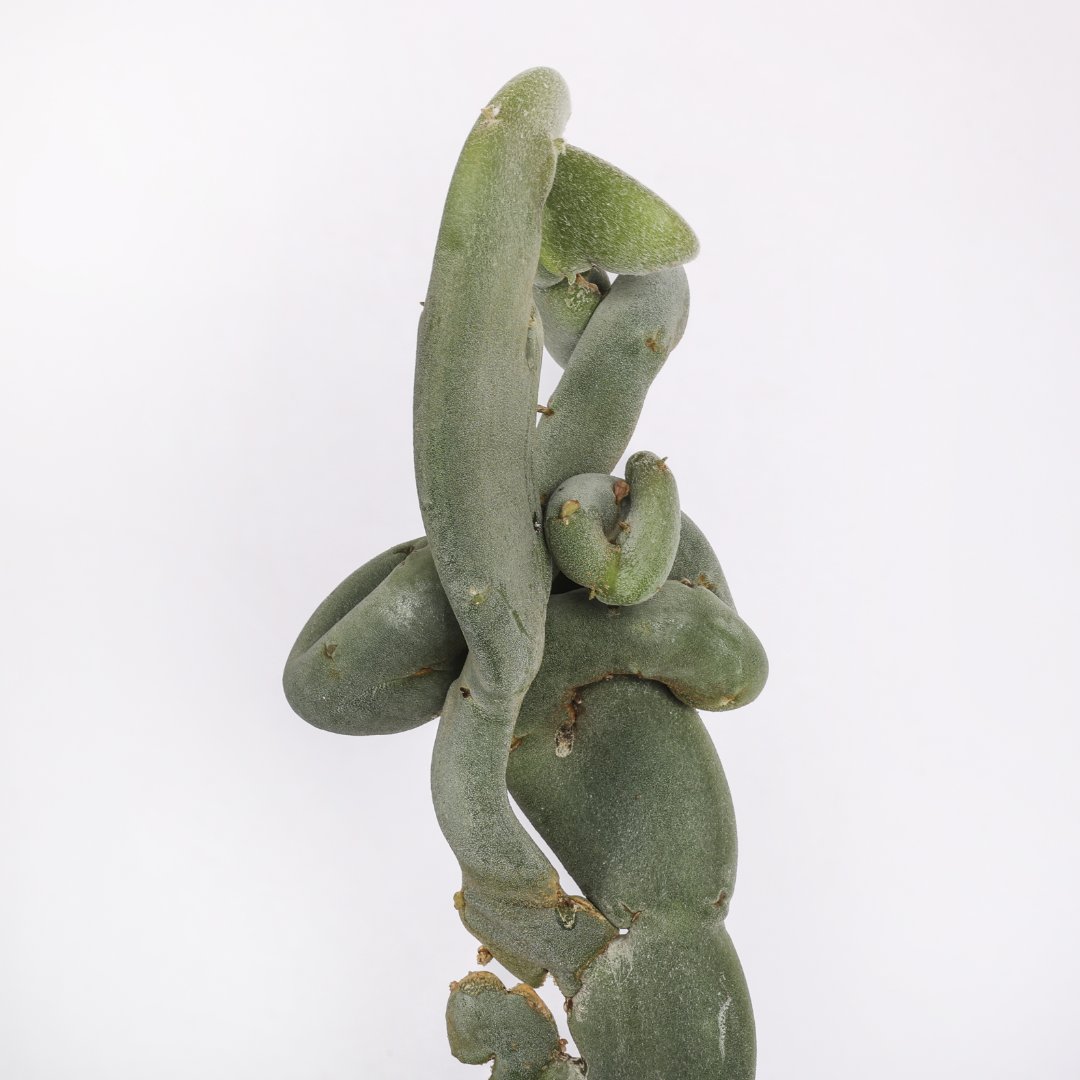 Pedilanthus macrocarpus crestato Ø 17 cm