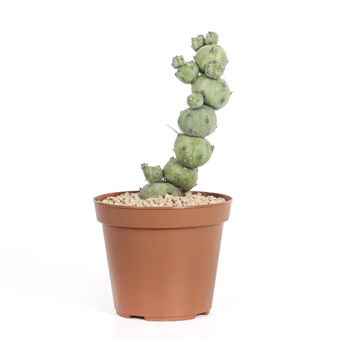 Myrtillocactus geometrizans 'Stacker' Ø 14 cm