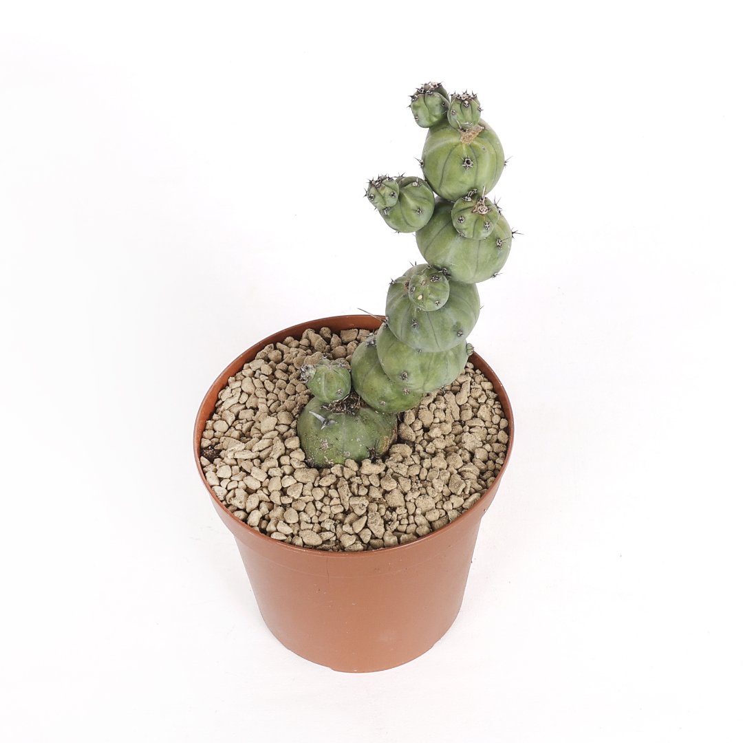 Myrtillocactus geometrizans 'Stacker' Ø 14 cm
