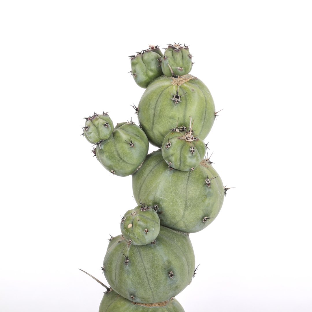 Myrtillocactus geometrizans 'Stacker' Ø 14 cm