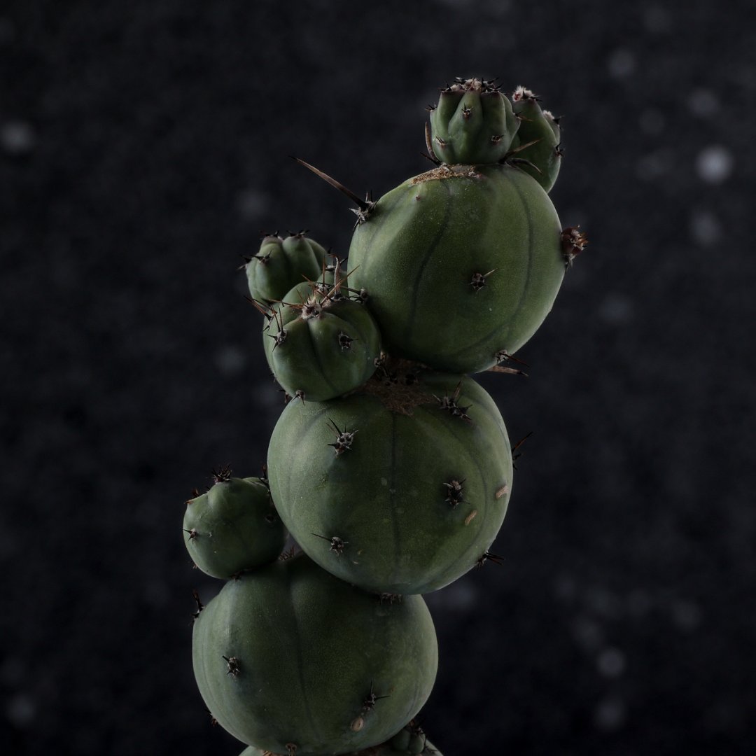 Myrtillocactus geometrizans 'Stacker' Ø 14 cm