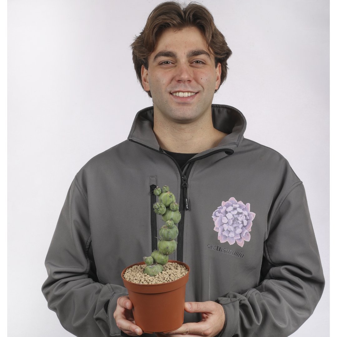 Myrtillocactus geometrizans 'Stacker' Ø 14 cm