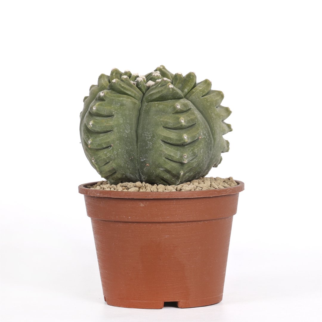 Astrophytum myriostigma cv. kikko nudum ‘Swarovski’ Ø 16 cm