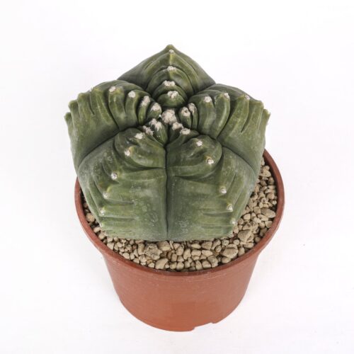 Astrophytum myriostigma cv. kikko nudum ‘Swarovski’ Ø 16 cm