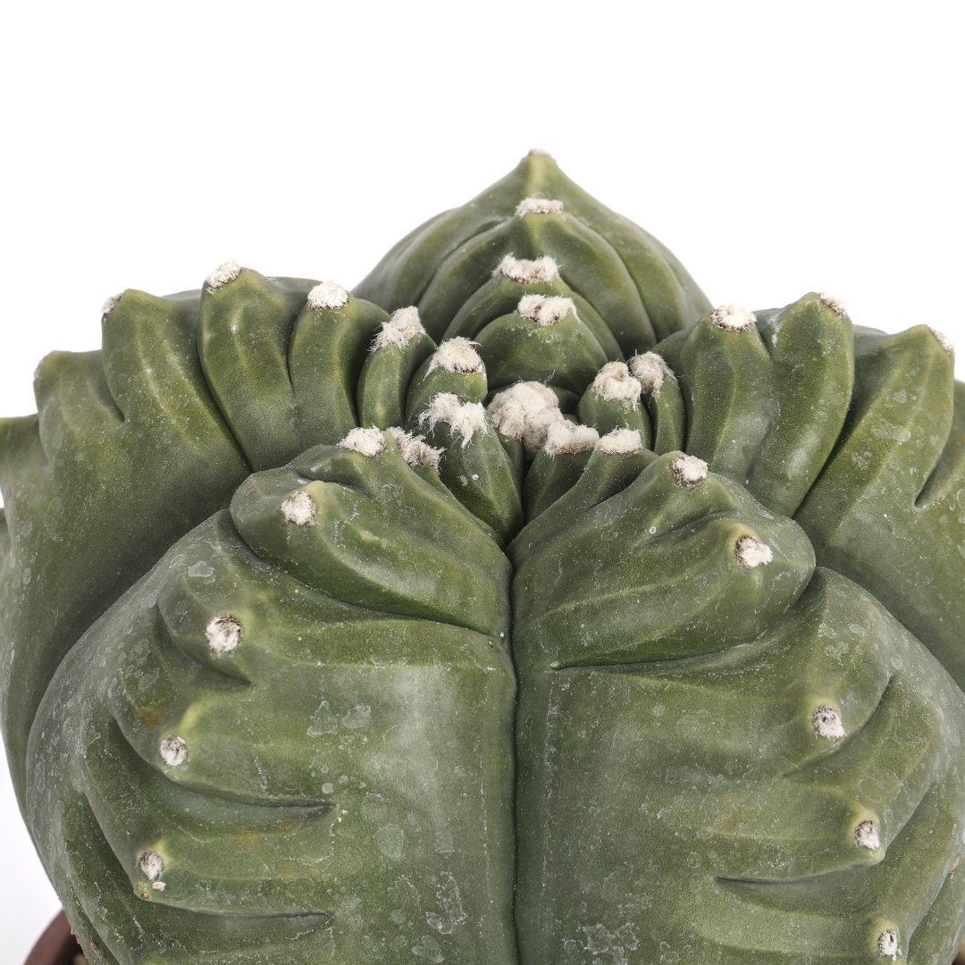 Astrophytum myriostigma cv. kikko nudum ‘Swarovski’ Ø 16 cm