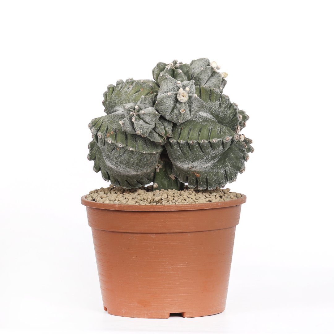 Astrophytum myriostigma cv. kikko Ø 20 cm