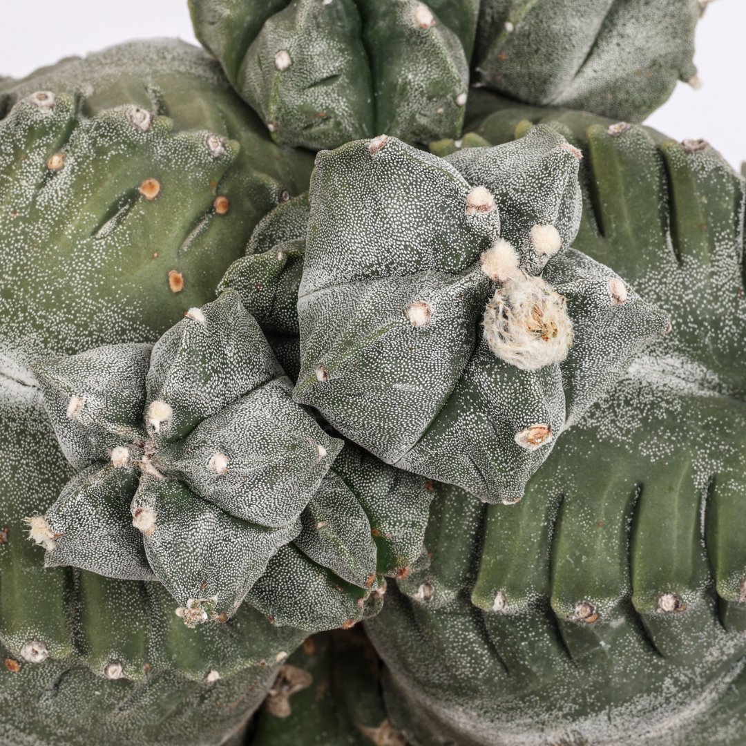 Astrophytum myriostigma cv. kikko Ø 20 cm