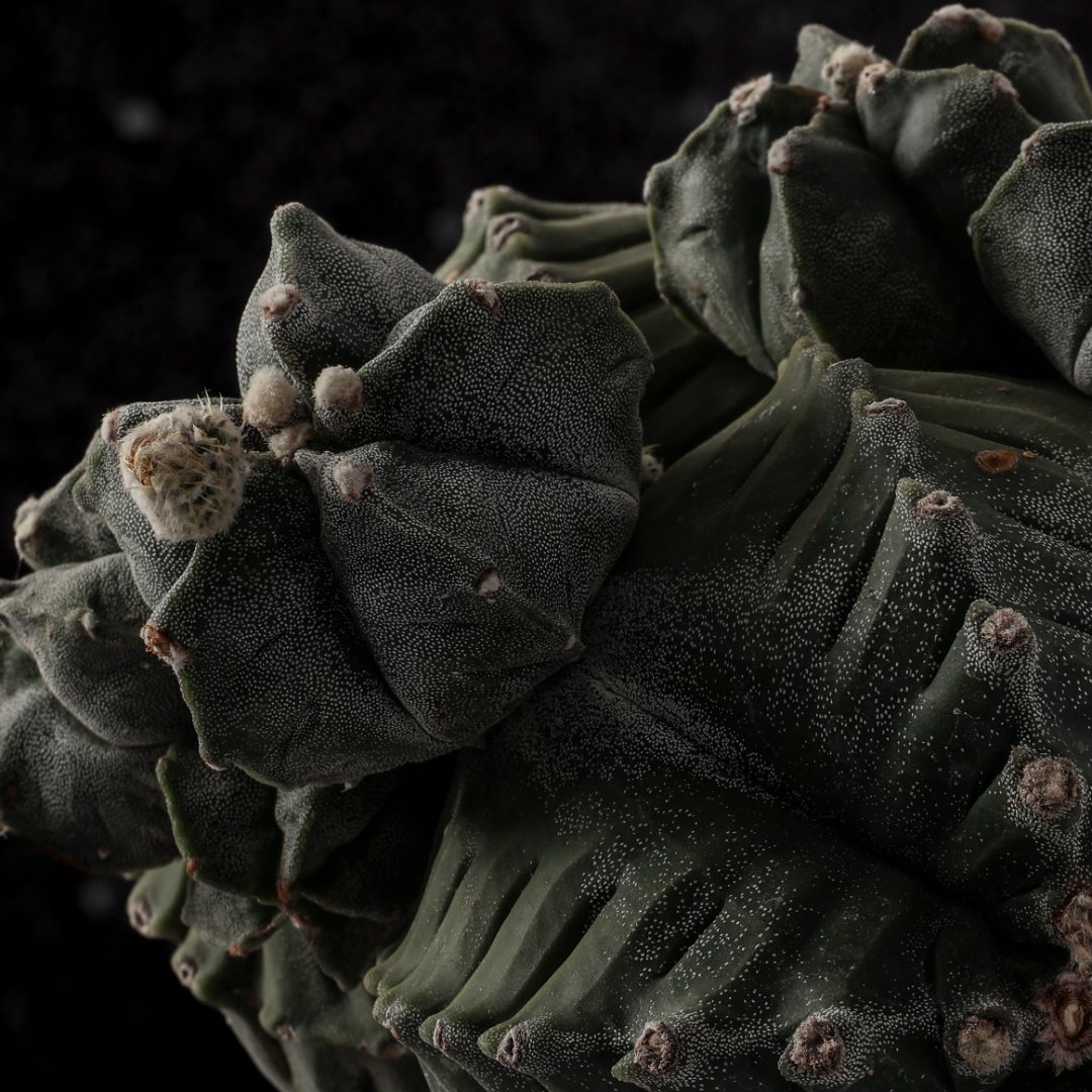 Astrophytum myriostigma cv. kikko Ø 20 cm