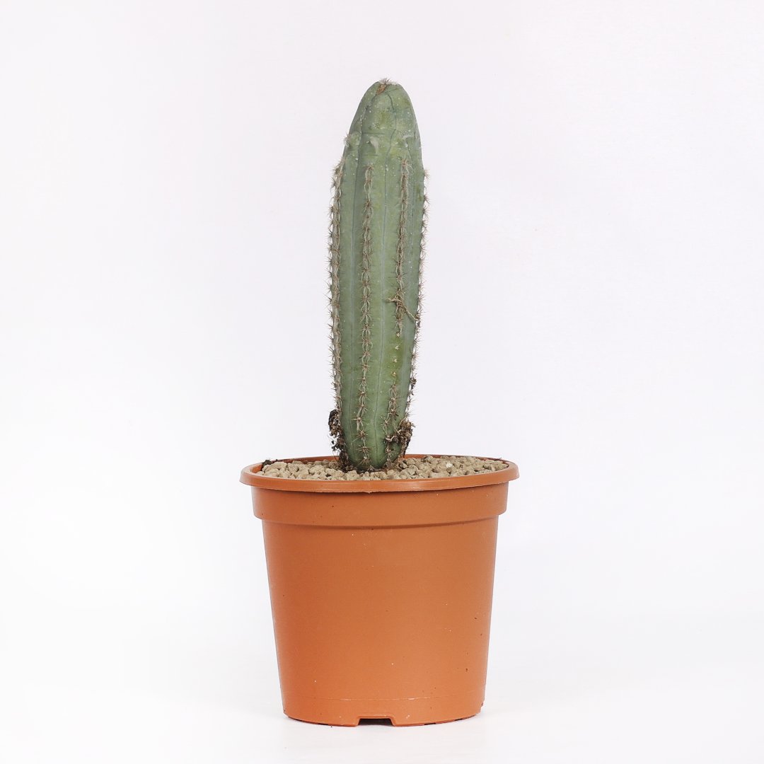 Pilosocereus azureus cv. 'Plankton' Ø 17 cm