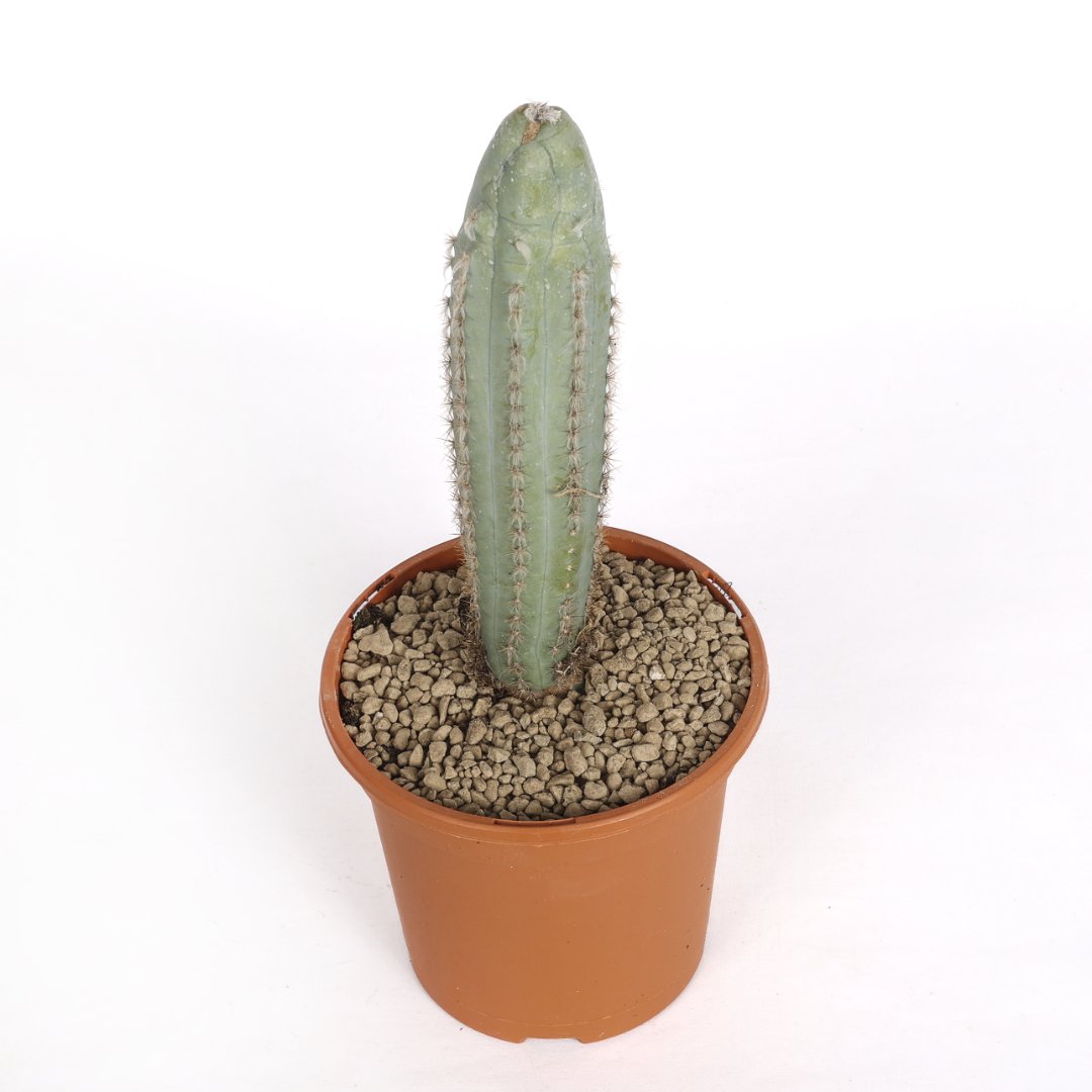 Pilosocereus azureus cv. 'Plankton' Ø 17 cm