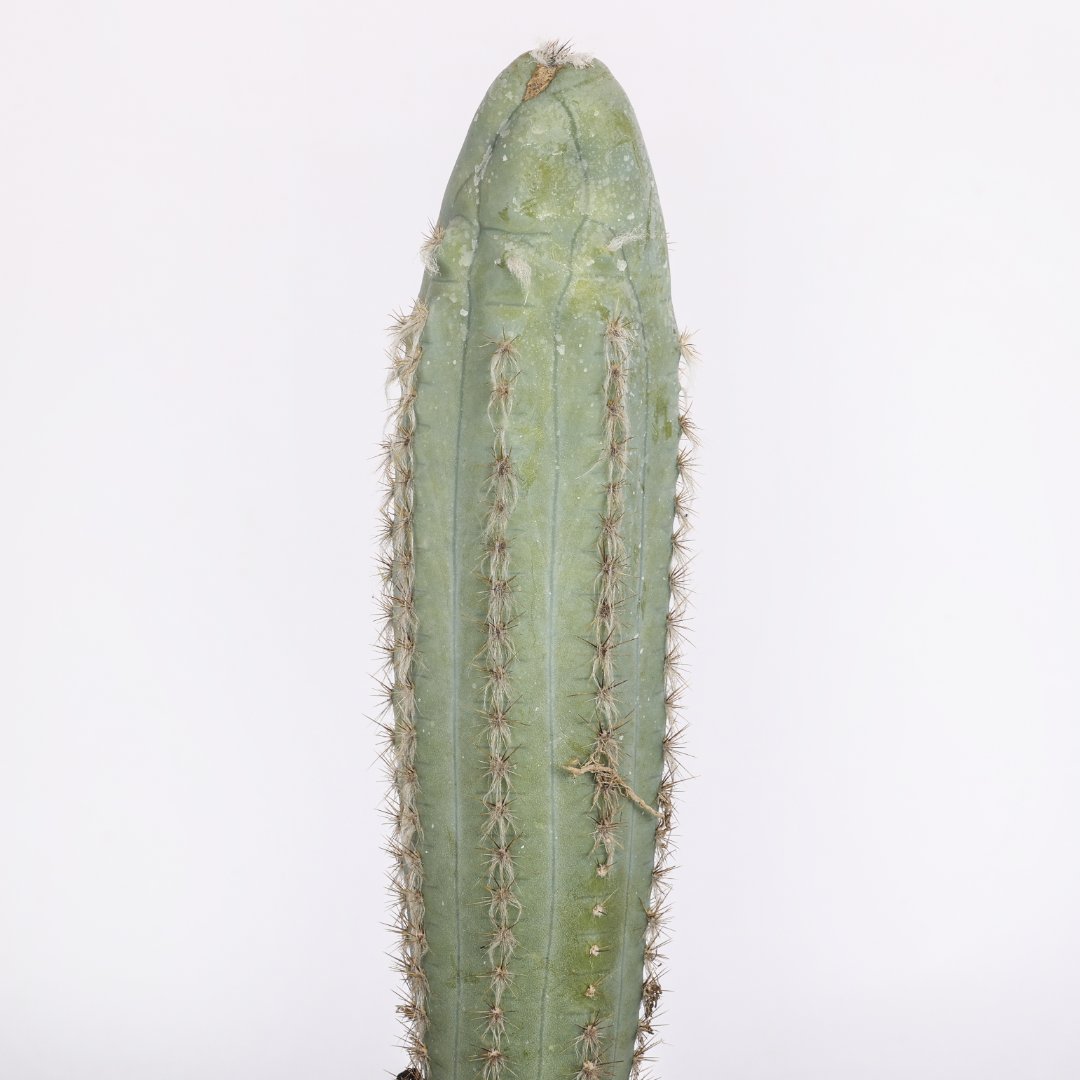 Pilosocereus azureus cv. 'Plankton' Ø 17 cm