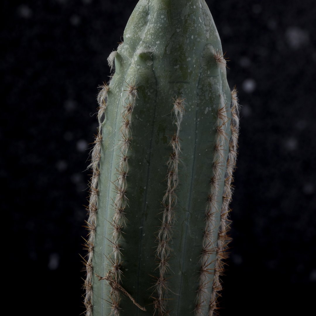Pilosocereus azureus cv. 'Plankton' Ø 17 cm