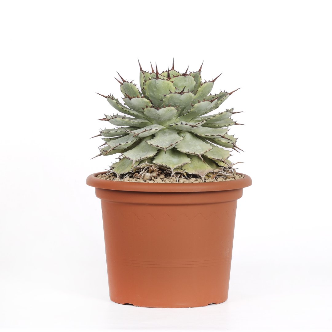 Agave potatorum variegata Ø 25 cm