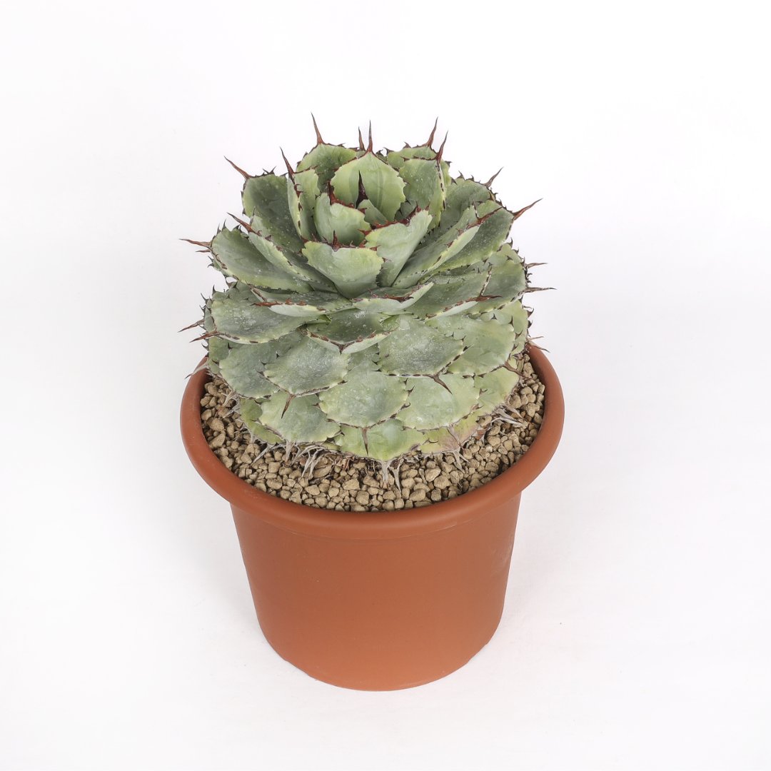 Agave potatorum variegata Ø 25 cm