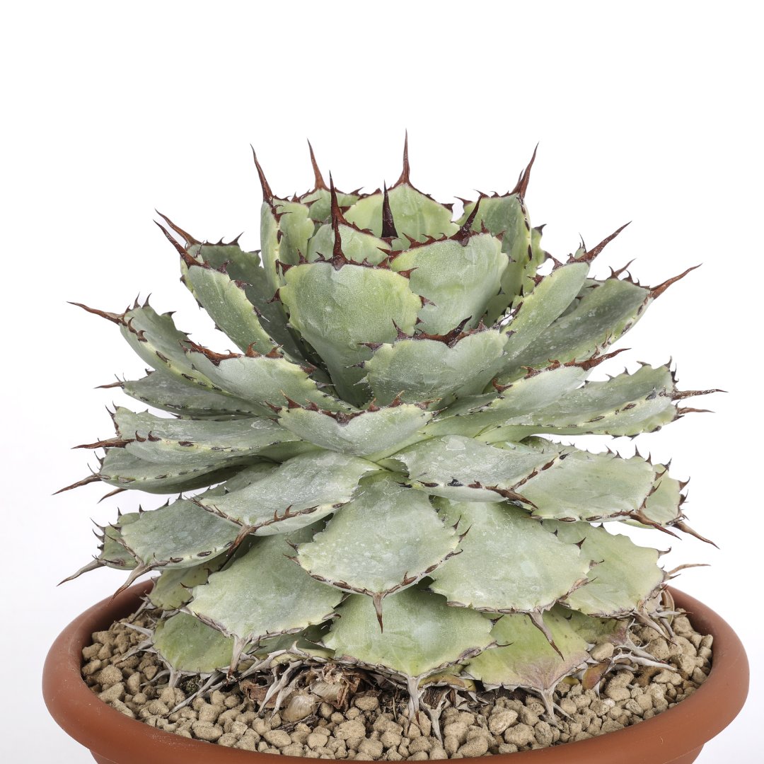 Agave potatorum variegata Ø 25 cm Agave potatorum variegata Ø 25 cm