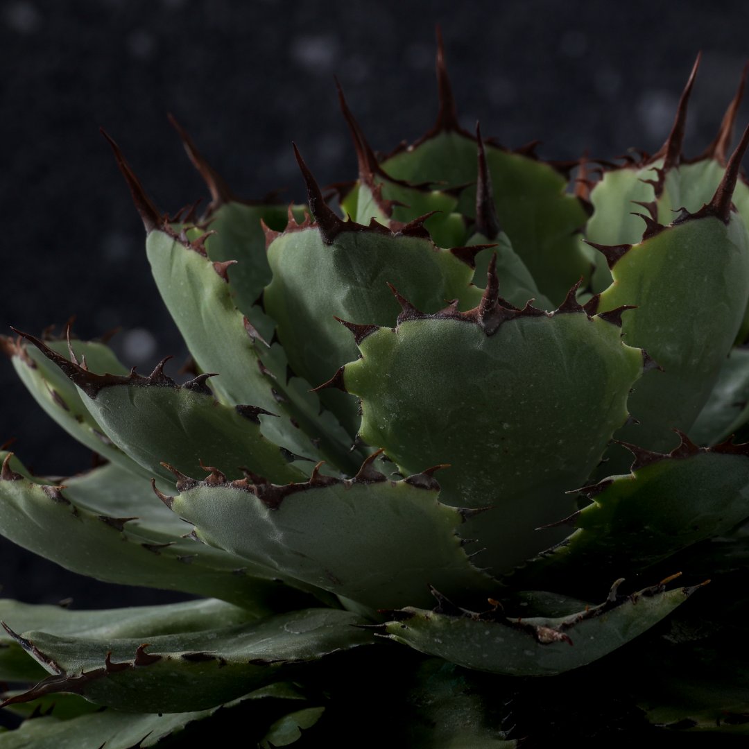 Agave potatorum variegata Ø 25 cm