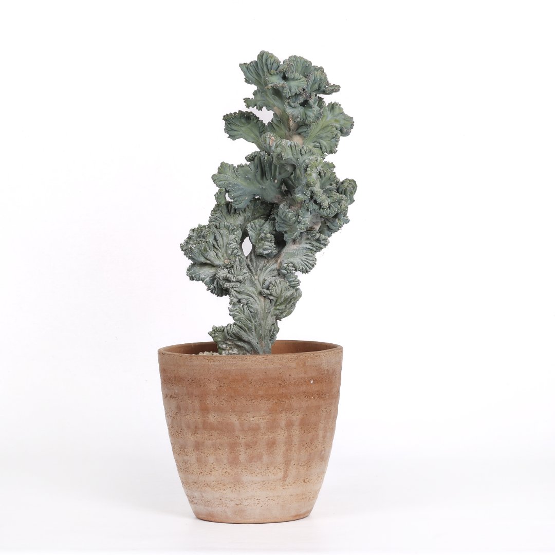 Myrtillocactus geometrizans crestato f. minor Ø 18 cm