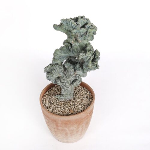 Myrtillocactus geometrizans crestato f. minor Ø 18 cm