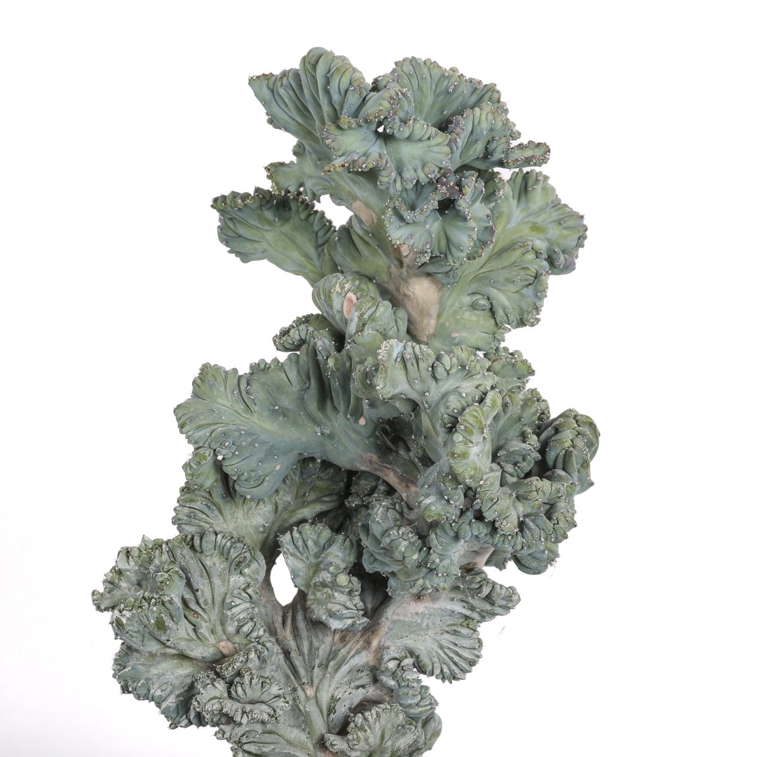Myrtillocactus geometrizans crestato f. minor Ø 18 cm