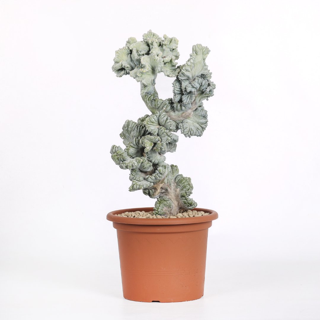 Myrtillocactus geometrizans crestato f. minor Ø 18 cm