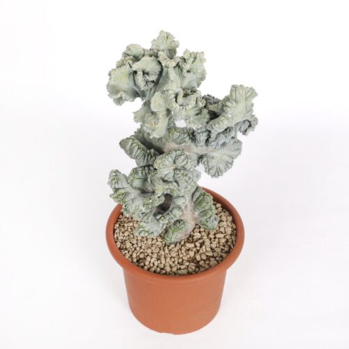 Myrtillocactus geometrizans crestato f. minor Ø 18 cm