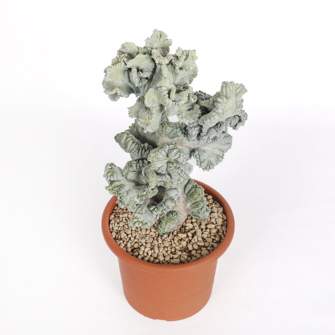 Myrtillocactus geometrizans crestato f. minor Ø 18 cm