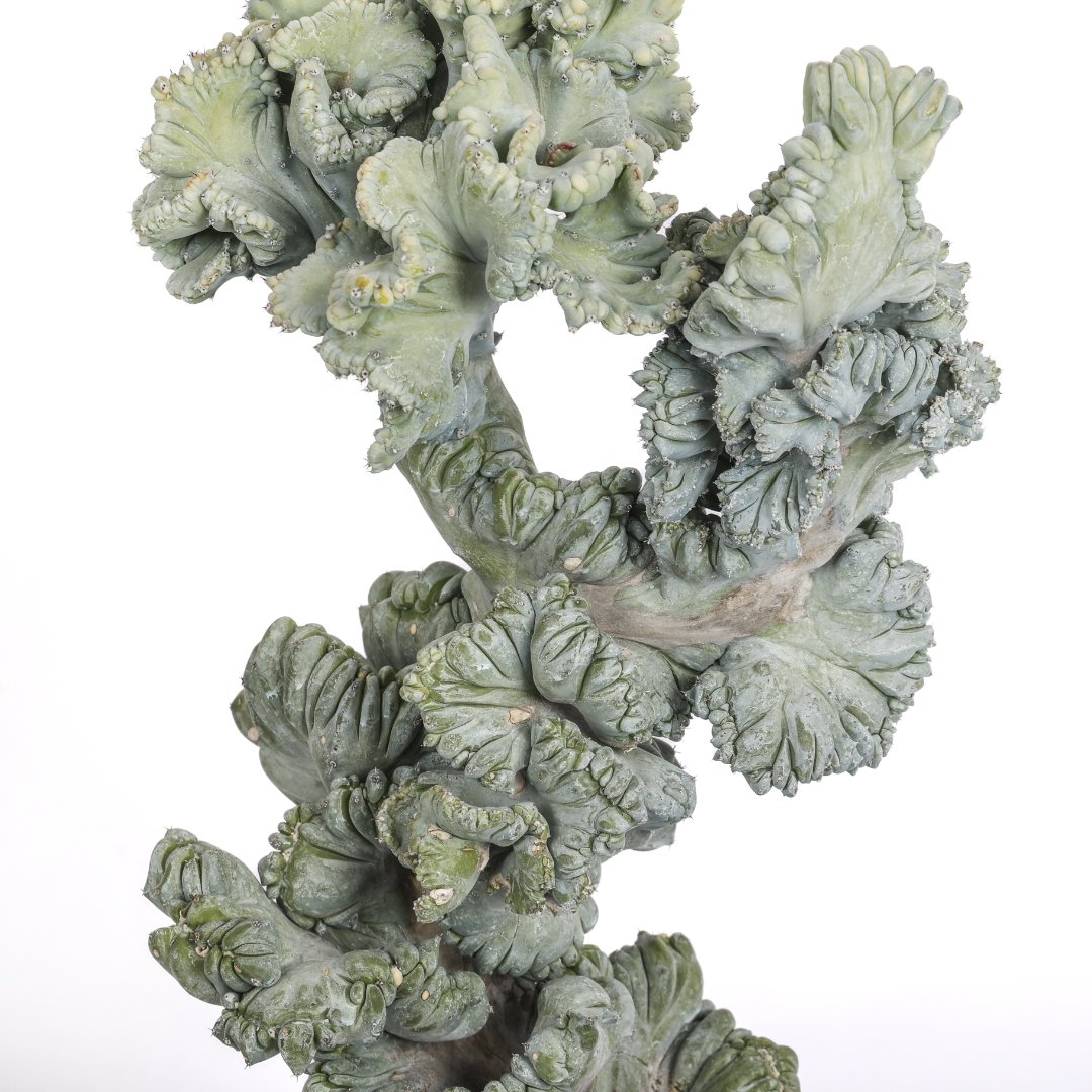 Myrtillocactus geometrizans crestato f. minor Ø 18 cm