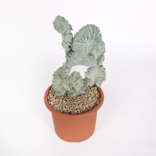 Myrtillocactus geometrizans crestato f. minor Ø 18 cm