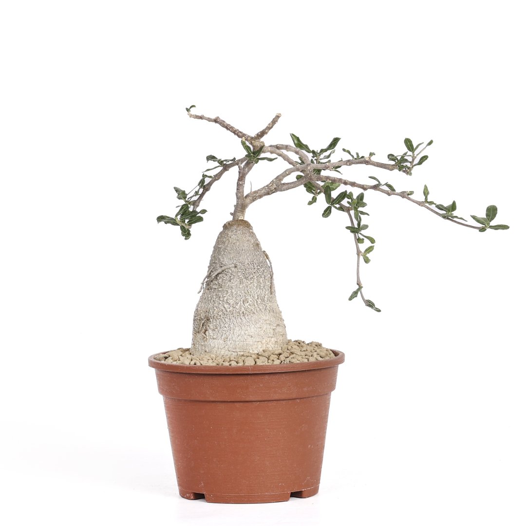 Fockea edulis Ø 16 cm