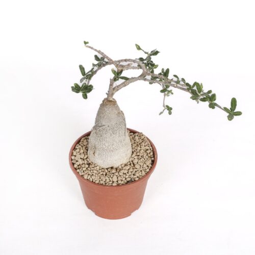 Fockea edulis Ø 16 cm