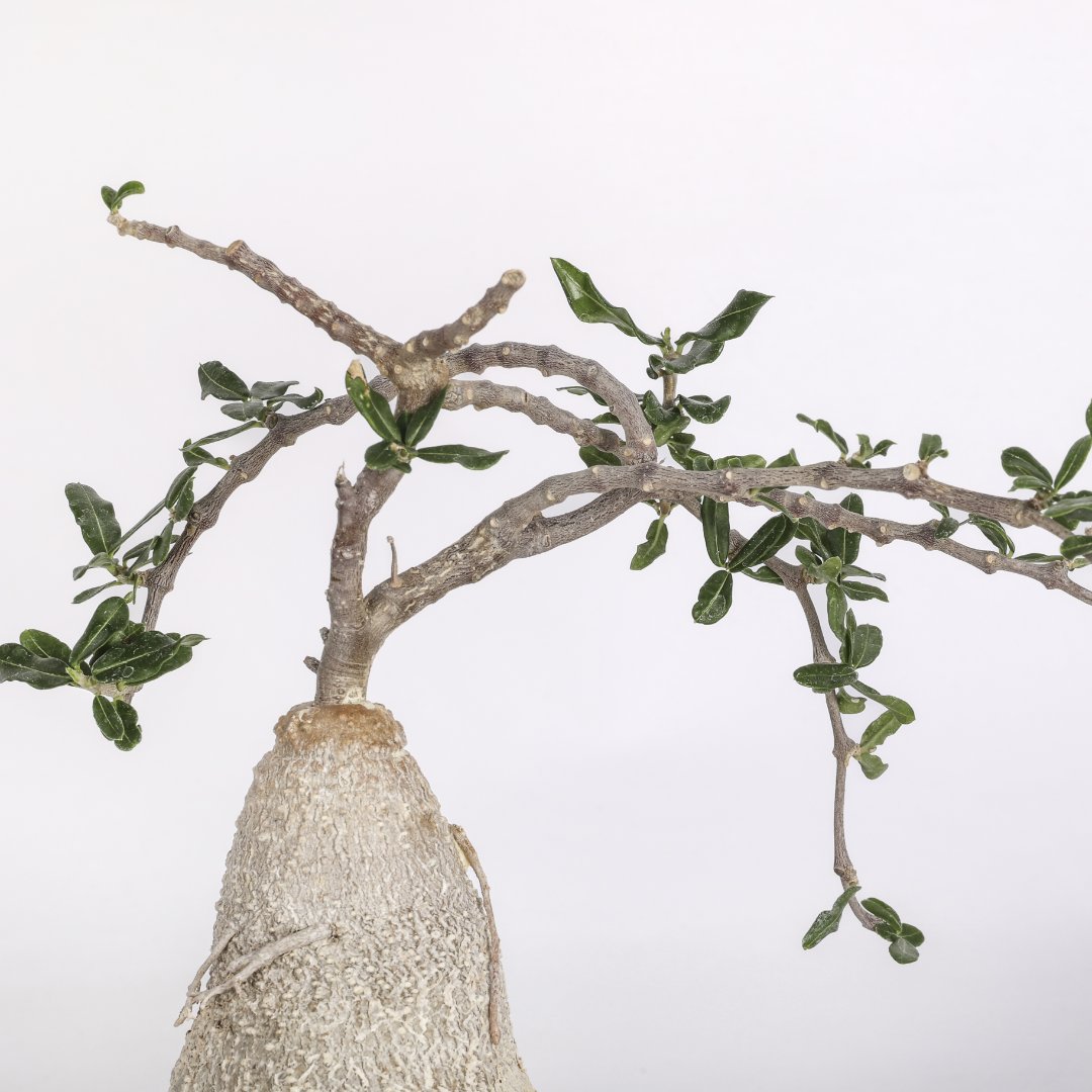 Fockea edulis Ø 16 cm