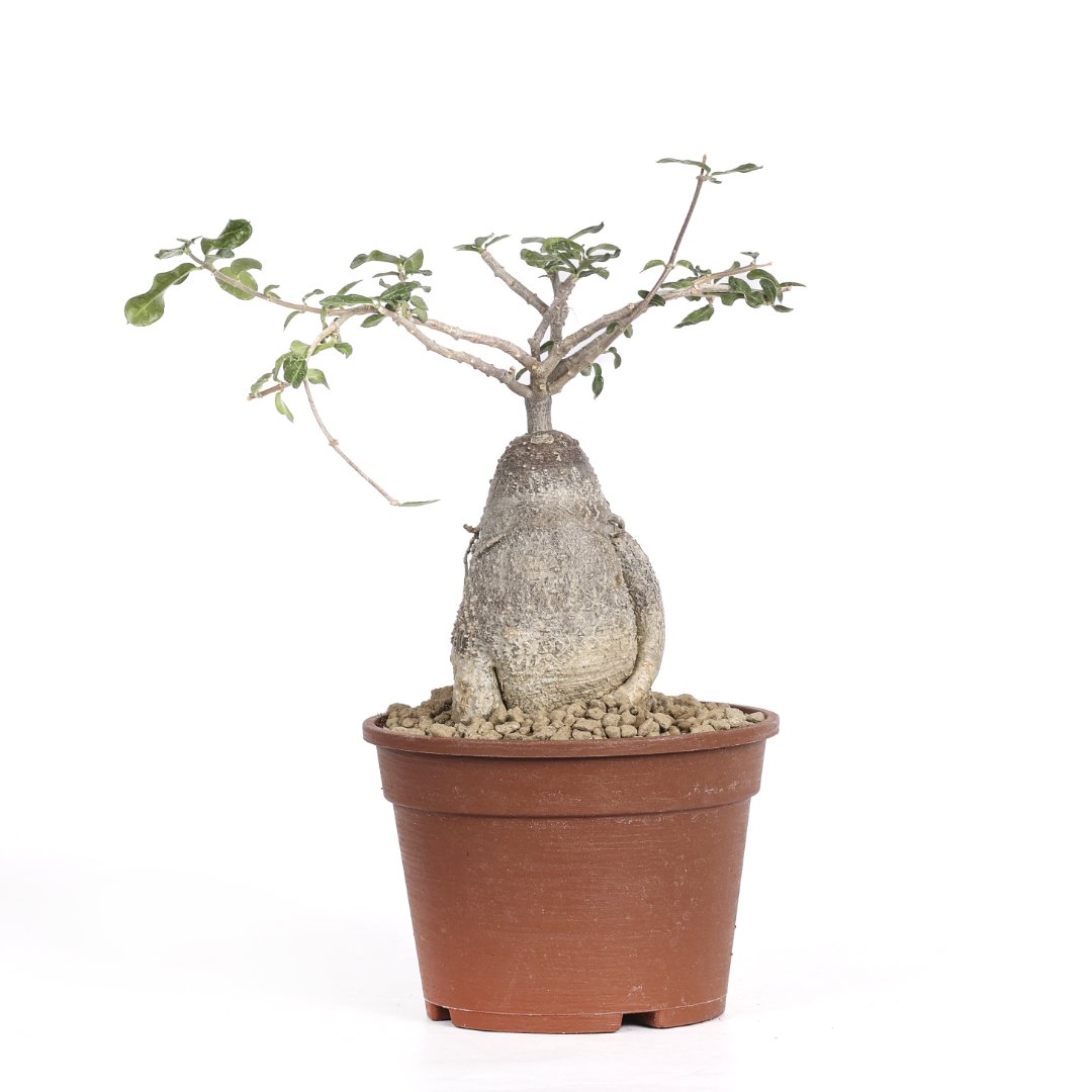 Fockea edulis Ø 16 cm