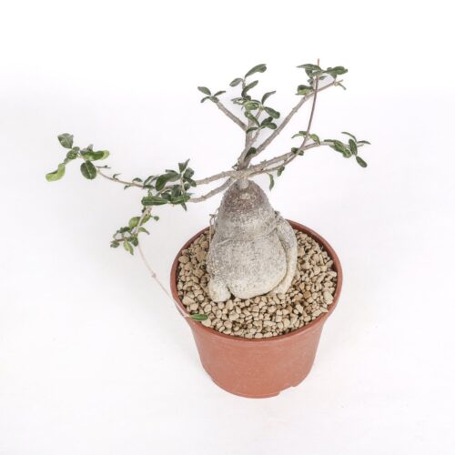 Fockea edulis Ø 16 cm