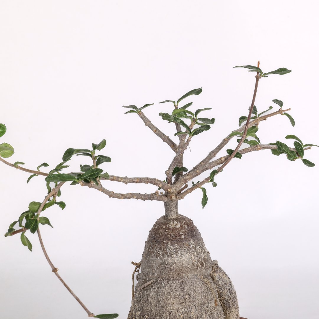Fockea edulis Ø 16 cm