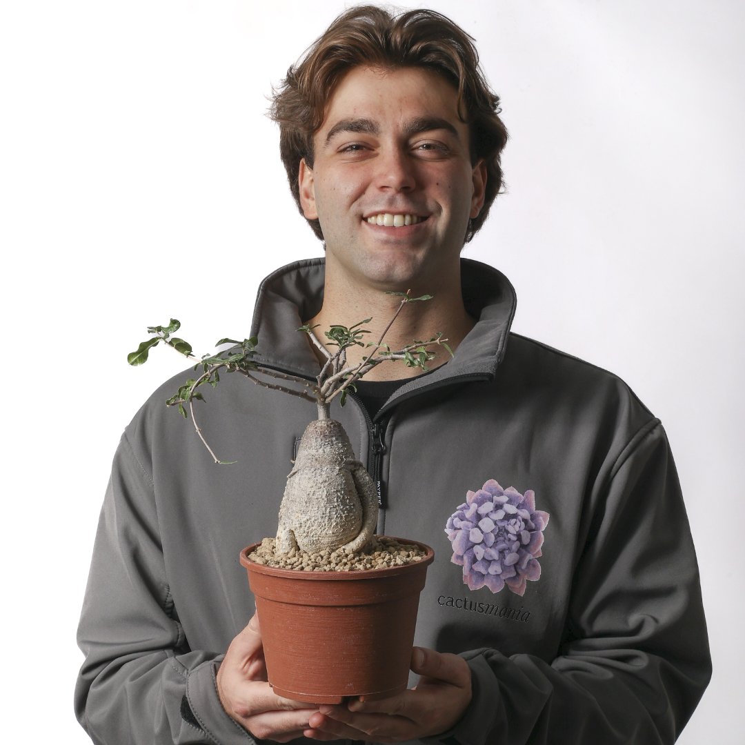Fockea edulis Ø 16 cm