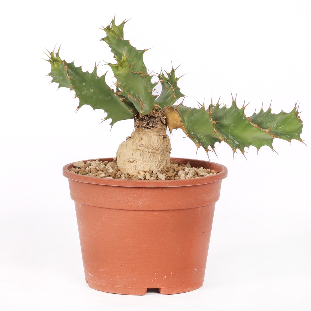 Euphorbia tortirama Ø 16 cm