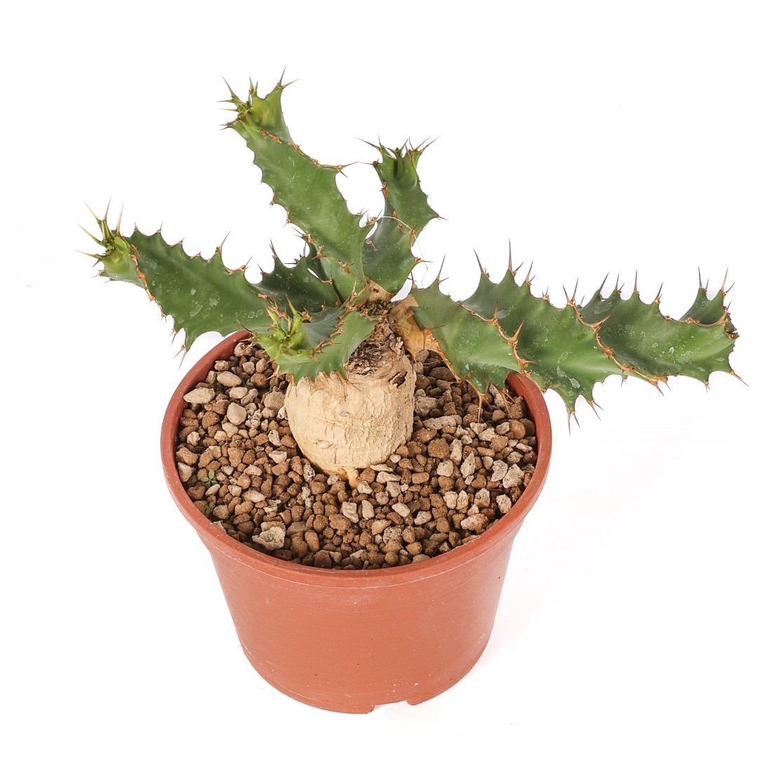 Euphorbia tortirama Ø 16 cm