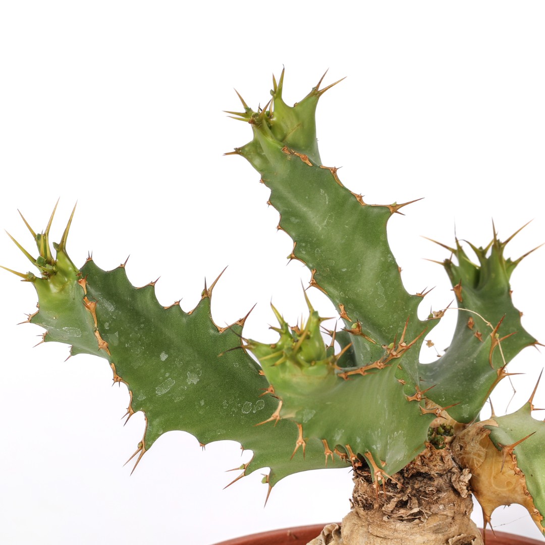 Euphorbia tortirama Ø 16 cm